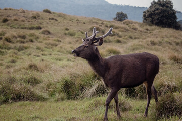Sambar Rusa unicolor at Horton Plains National Park