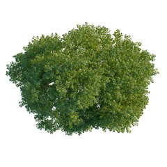 Obraz premium Quercus cerris tree plan, top view, cutout, transparent background, isolate, Lush green deciduous tree viewed from above, perfect for landscaping