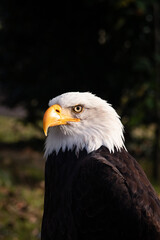 american bald eagle