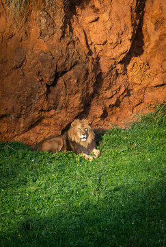 lion in the junggle