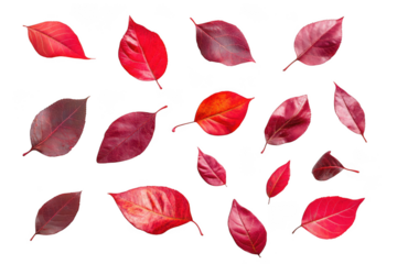 Collection of red autumn leaves isolated on transparent background