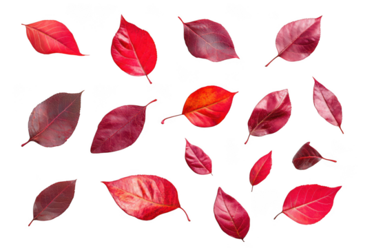 Collection of red autumn leaves isolated on transparent background
