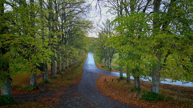 Drone View of Autumn Tree Lane near Naas Alings&aring;s, Sweden