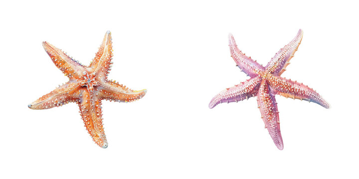 starfish watercolor vector illustration