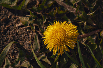 Bold yellow flower breaking through cracked ground at sunset