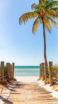 Beach Palm Tree