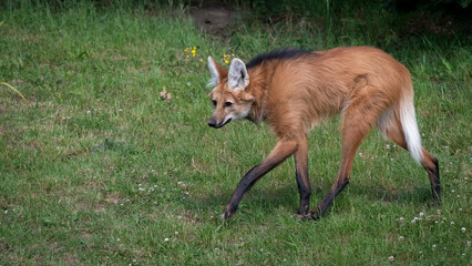 Maned Wolf Walking on Grass © Ian