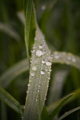 Capturing tranquil dew drops that adorn single grass filament at dawn