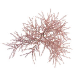 Tamarix gallica tree plan, top view, cutout, transparent background, isolate, Elegant flowering...