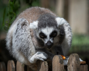 Obraz premium Ring-tailed Lemur Sitting on a Fence Feeding