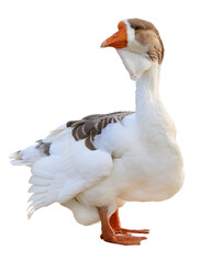Goose isolated on white background
