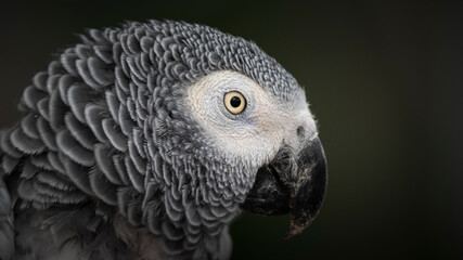 Side Profile African Grey Parrot