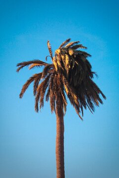palm tree against blue sky