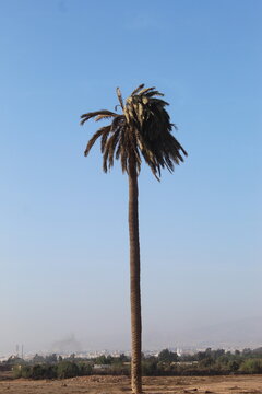 palm trees of blue sky