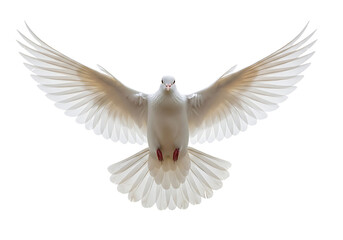 Obraz premium Dove with open wings flying on transparent background