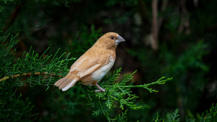 Bengalese Finch Perched on a Branch