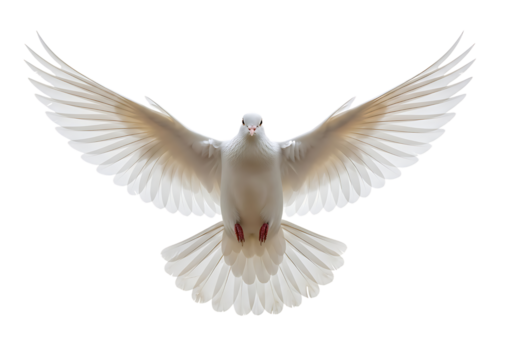 Dove with open wings flying on transparent background