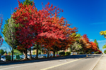 Obraz premium Burien Street Autumn Hues 7