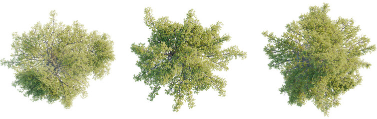 Obraz premium Pinus lambertiana tree plan, top view, cutout, transparent background, isolate, Vibrant green trees viewed from above, perfect for landscape design