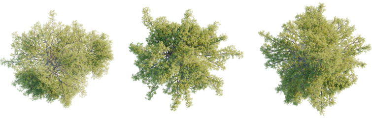 Pinus lambertiana tree plan, top view, cutout, transparent background, isolate, Vibrant green trees viewed from above, perfect for landscape design