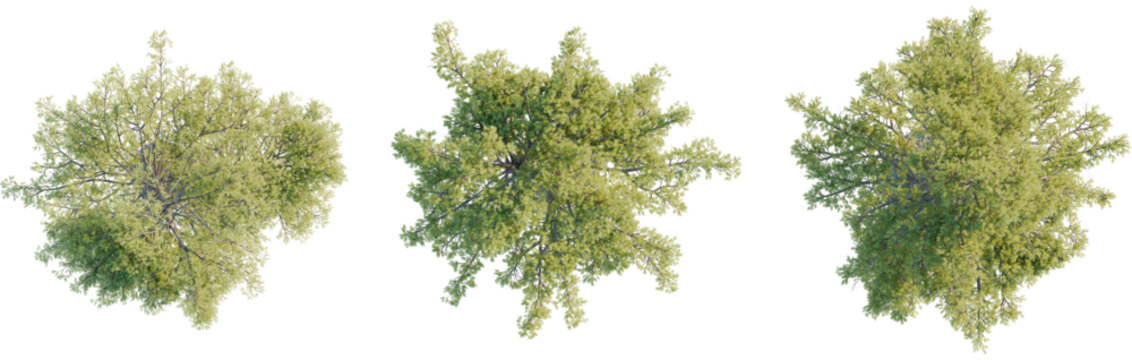 Pinus lambertiana tree plan, top view, cutout, transparent background, isolate, Vibrant green trees viewed from above, perfect for landscape design