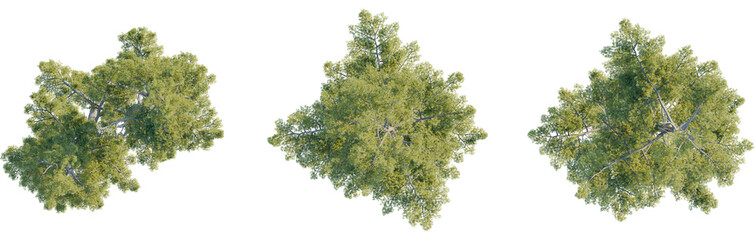 Pinus strobus tree plan, top view, cutout, transparent background, isolate, Vibrant green tree tops seen from above, perfect for design projects