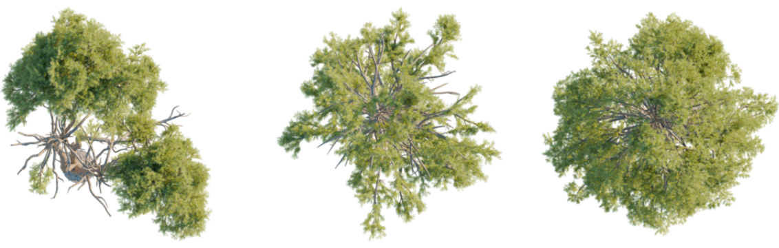 Pinus radiata tree plan, top view, cutout, transparent background, isolate, Realistic top-down view of three lush green trees with detailed branches