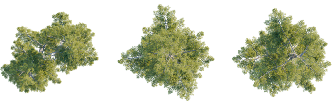 Pinus strobus tree plan, top view, cutout, transparent background, isolate, Vibrant green tree tops seen from above, perfect for design projects