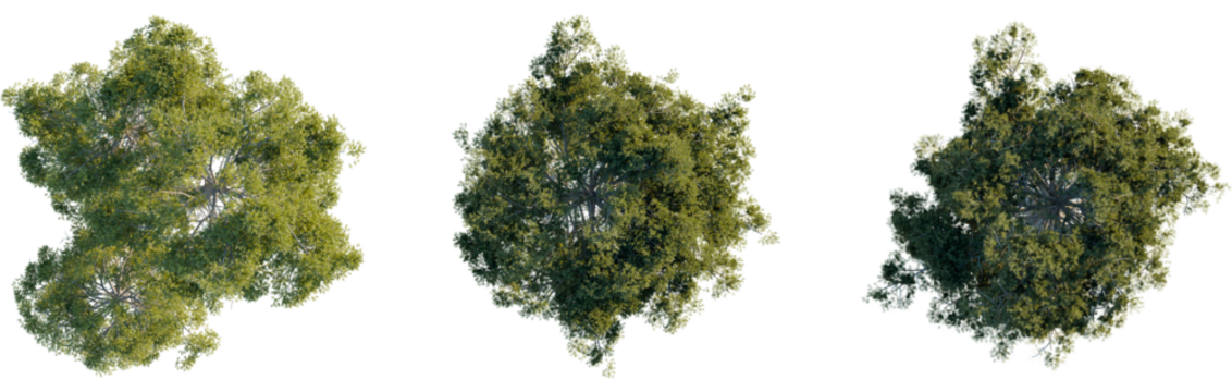 Pinus sylvestris tree plan, top view, cutout, transparent background, isolate, Three vibrant trees seen from directly above with detailed foliage and branches