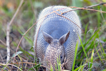 A nine-banded armadillo (Dasypus novemcinctus) peeks out of the grass in southwest Florida
