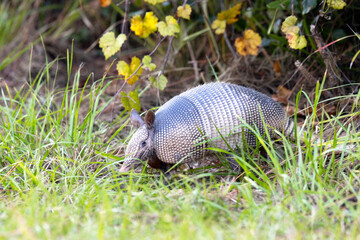 A nine-banded armadillo (Dasypus novemcinctus) peeks out of the grass in southwest Florida