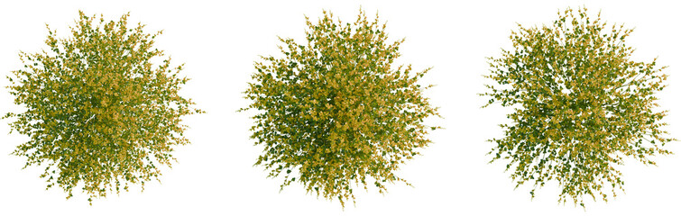 Spartium juneceum tree plan, top view, cutout, transparent background, isolate, Lush green tree canopy with yellow blossoms, top view, natural foliage