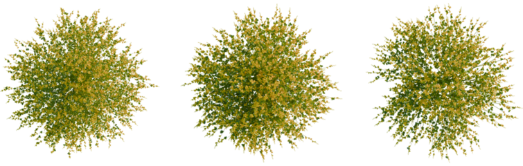 Spartium juneceum tree plan, top view, cutout, transparent background, isolate, Lush green tree canopy with yellow blossoms, top view, natural foliage