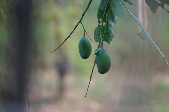 mongo fruit hanging on tree - mongo fruits 