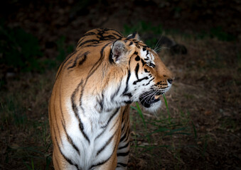 Close up Amur Tuger Looking Around