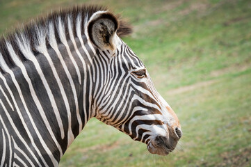 Fototapeta premium Close up Head Shot Gravy's Zebra