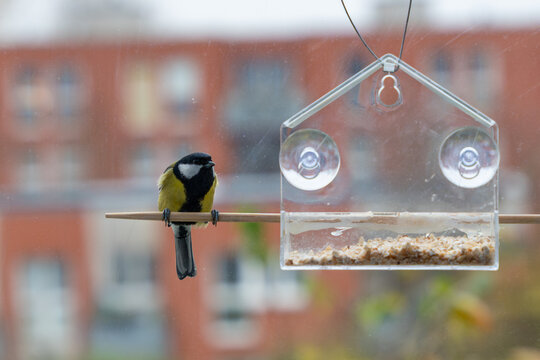 Great tit sits on a narrow perch near a clear suction-cup feeder. Soft city background creates a gentle scene.
