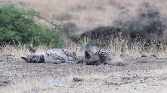 Striped Hyenas resting in dry grasslands of Bhigwan, Maharashtra, India