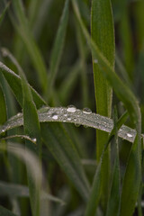 Capturing tranquil dew drops that adorn single grass filament at dawn
