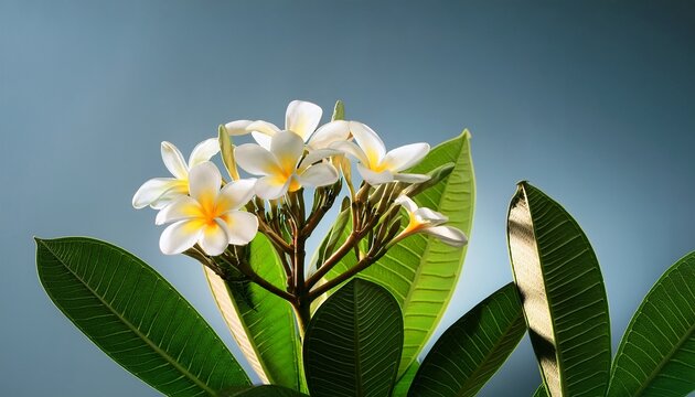 Plumeria Pudica Nag Champa Plant And Flower