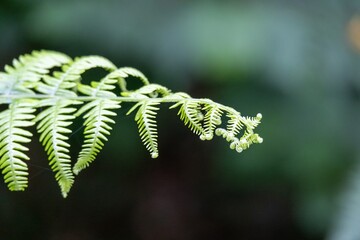close up of fern leaves