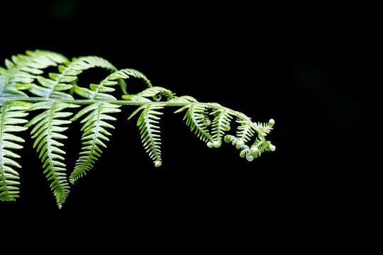 close up of fern leaves - Powered by Adobe