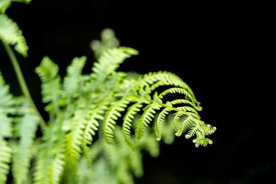close up of fern leaves