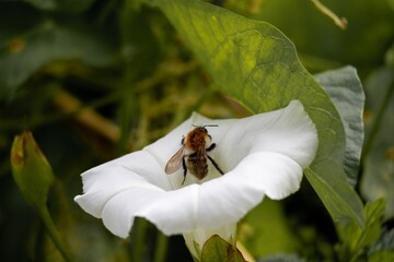 bee on a flower