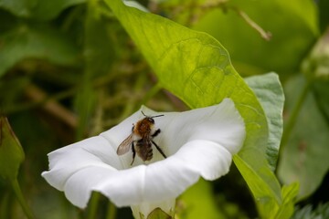bee on a flower