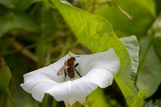 bee on a flower