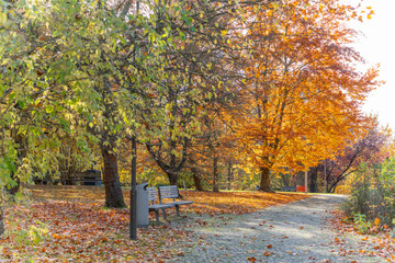 Benches under autumn canopy. Two benches rest beneath bright beech Fagus sylvatica foliage. A...
