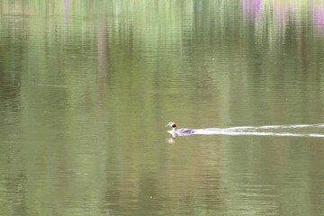 family grebe on the lake