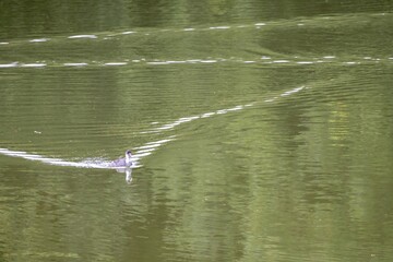 family grebe on the lake