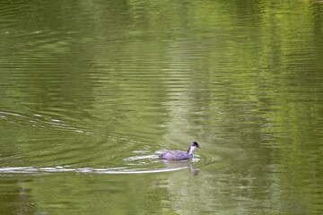 family grebe on the lake